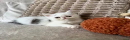 Exotic cats for sale: Ready to leave! 4 exotic shorthair boys  - Advert 7