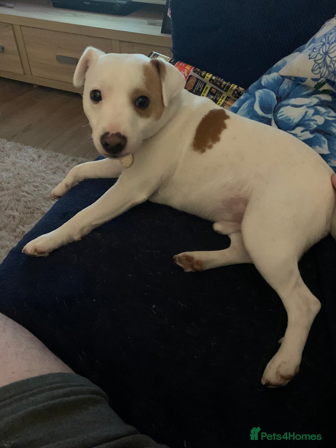 Jack Russell dogs for stud: Little Layne - Advert 4