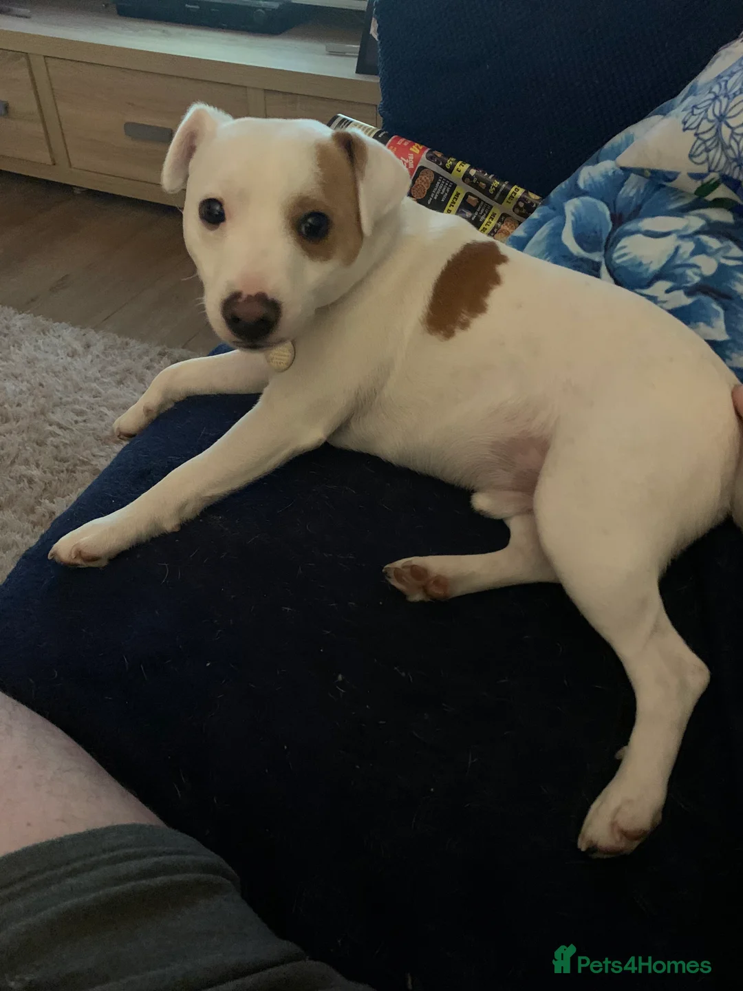 Jack Russell dogs for stud: Little Layne - Advert 4