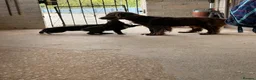 Sprocker dogs for sale: Sprocker pups available  - Advert 6