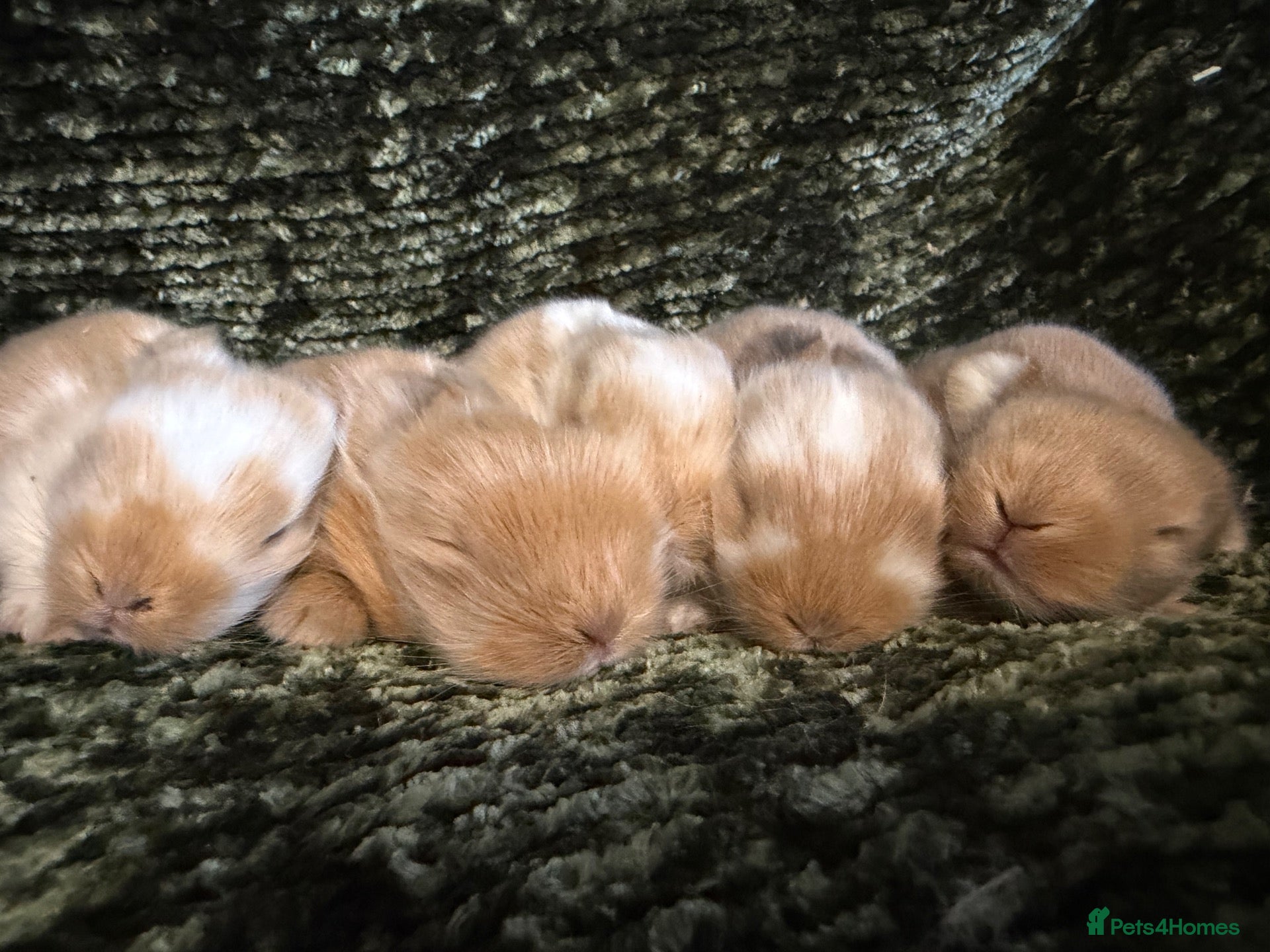Mini Lop rabbits Mini Lion Lop Bunnies - Advert 2