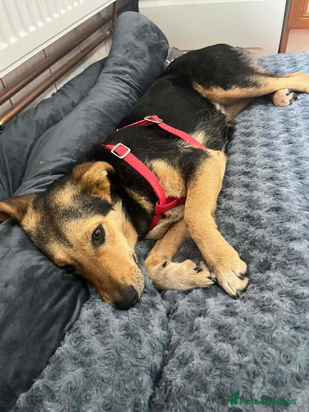 Mixed Breed dogs for adoption: LARISA - a gentle&beautiful girl for a Loving Home - Advert 17