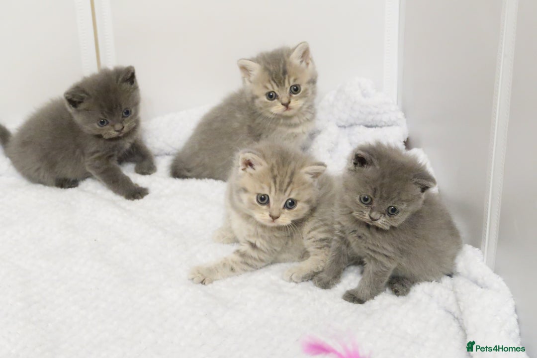 British Shorthair cats for sale: 🐾Pedigree British Shorthair Kittens – GCCF REG🐾 - Image 10