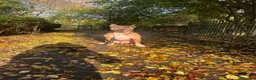 American Bully dogs for sale: Urgently needs to rehome due to moving  in Edgware - Advert 3