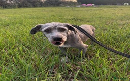 Mixed Breed dogs for adoption: Clint - Norwich Norfolk  - Image 2