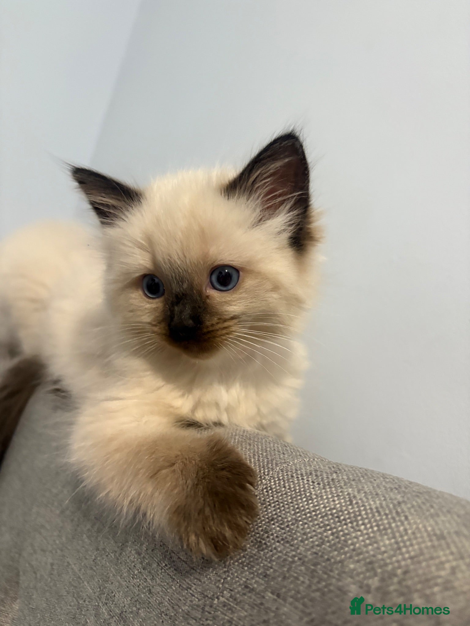 Ragdoll cats Beautiful Ragdoll Kittens 😍 2 boys 2 girls - Advert 1