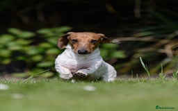 Miniature Dachshund dogs for sale: Pure Piebald Miniature Dachshunds Champion Lines - Image 5