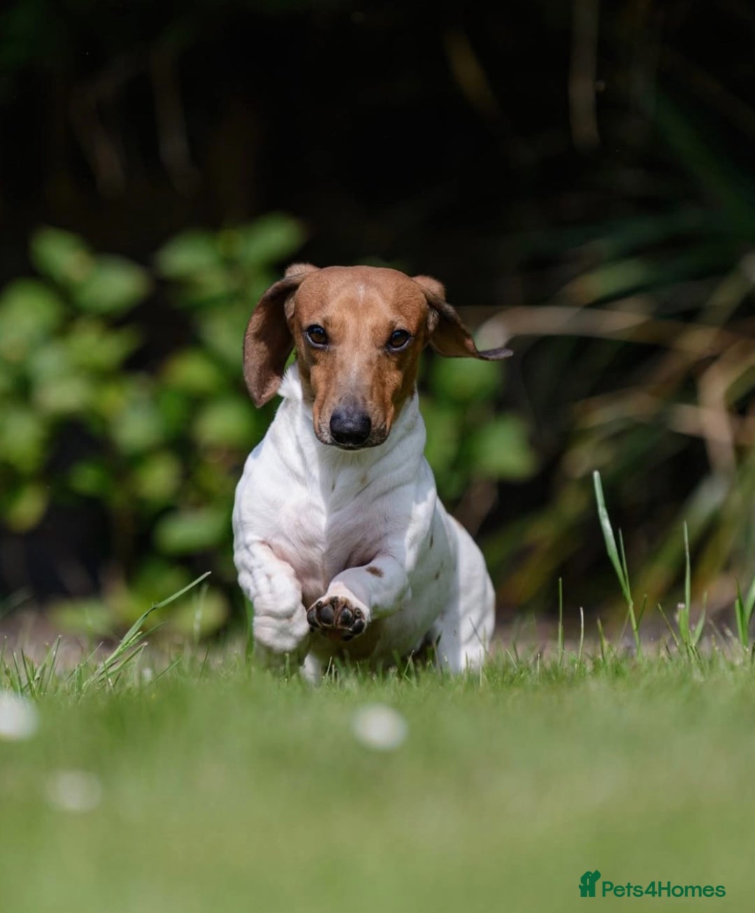 Miniature Dachshund dogs for sale: Pure Piebald Miniature Dachshunds Champion Lines - Image 5