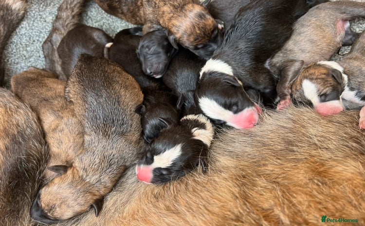 Lurcher dogs - Advert 1