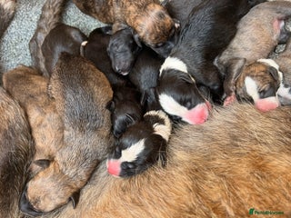 Lurcher dogs - Advert 6