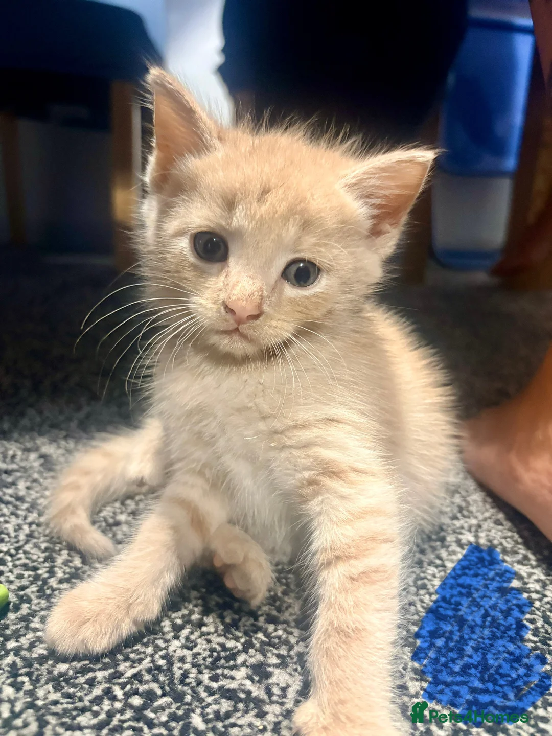 Mixed Breed cats for sale: Kittens looking for a forever home - Advert 7