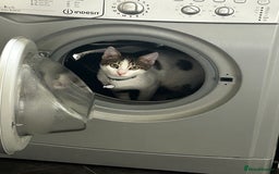 Domestic Shorthair cats for sale: Young male cat - Image 6