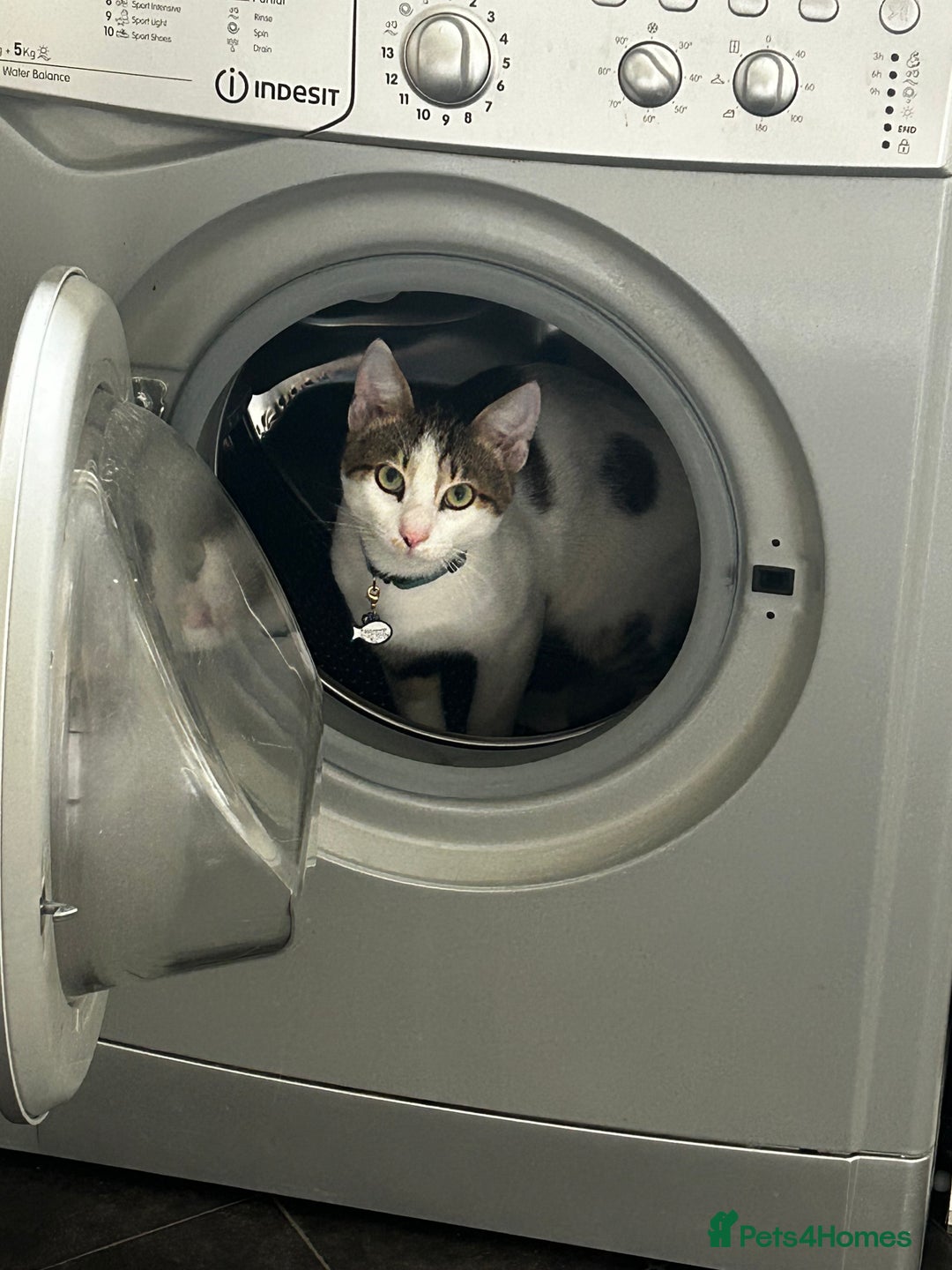 Domestic Shorthair cats for sale: Young male cat - Image 6