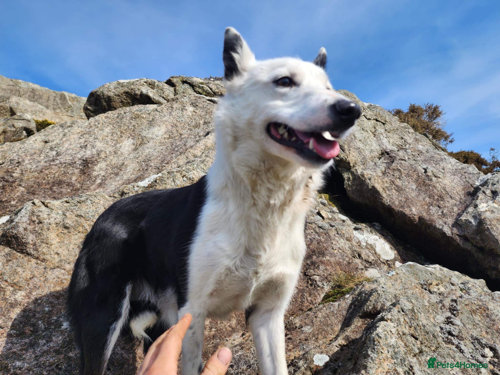 Border Collie dogs Stunning Border Collie Bitch – Lovely Nature - Advert 2