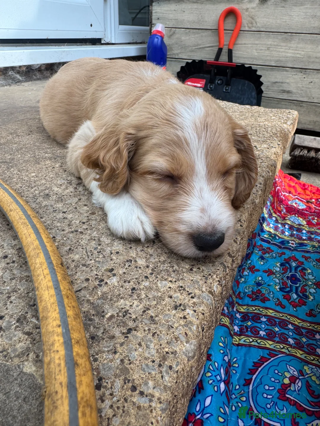 Cocker Spaniel dogs for sale: Show cocker spaniels  - Advert 2