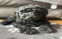 Labradoodle dogs for sale: Labradoodle - Black Male 9wks  - Image 7