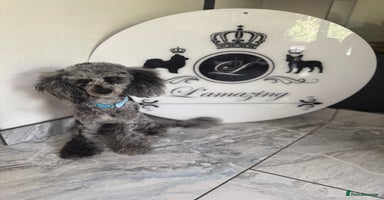 Toy Poodle dogs - Advert 15