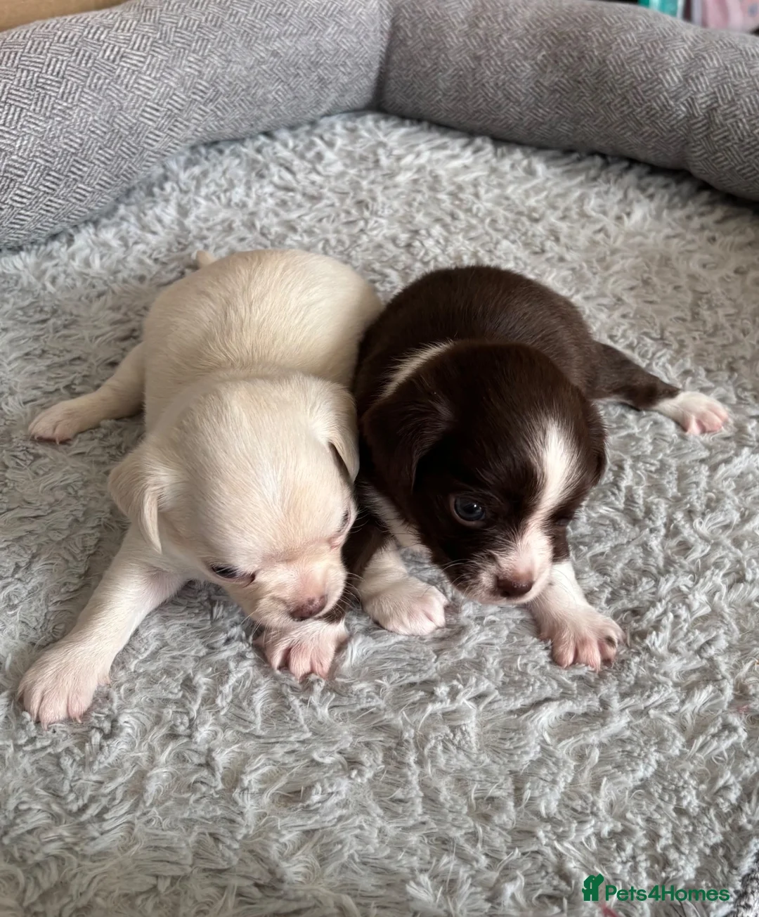 Chihuahua dogs for sale: 2 stunning  boy chihuahuas  - Advert 2