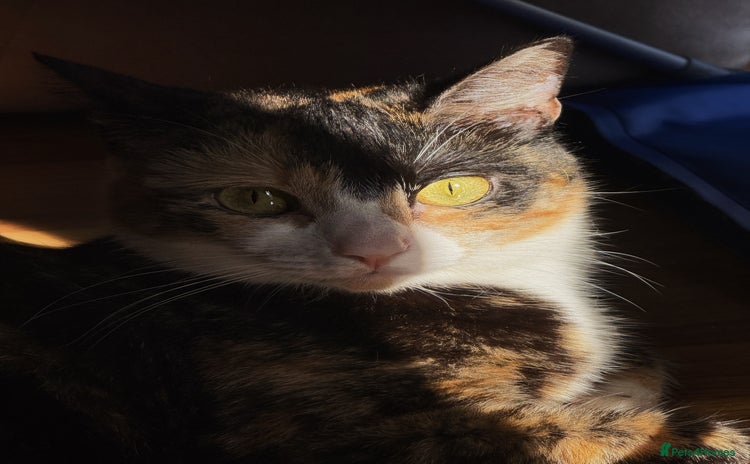 Domestic Shorthair cats - Advert 3