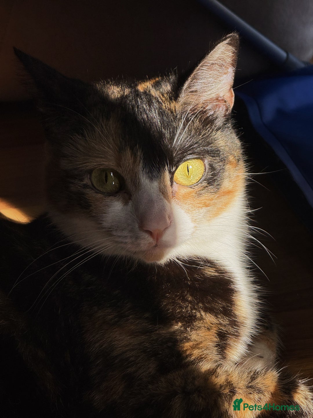 Domestic Shorthair cats for sale: 2 year old spayed female cat + accessories - Image 1