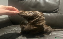 Cockapoo dogs for sale: F1 cockapoo puppies registered breeder - Image 25