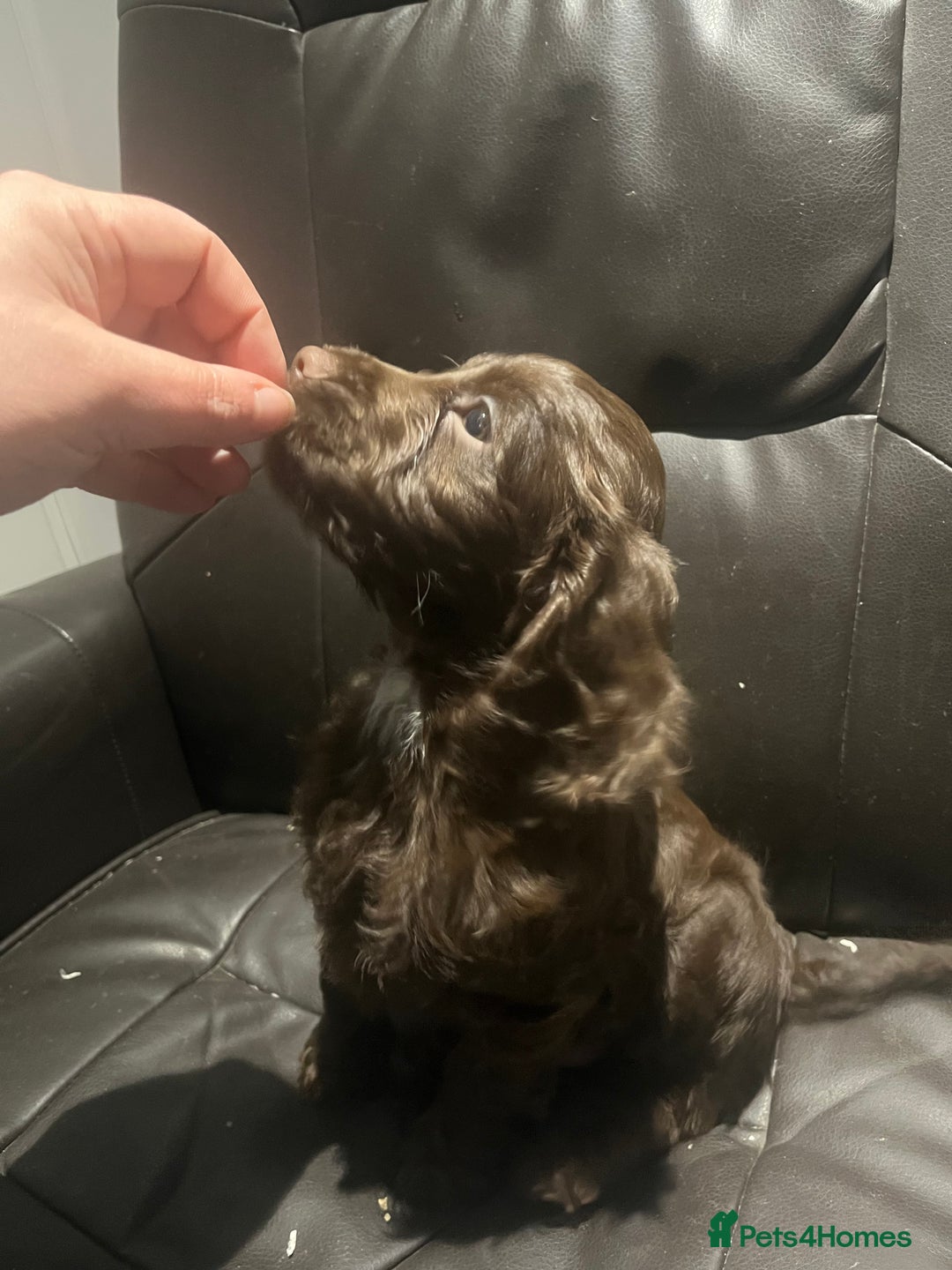 Cockapoo dogs for sale: F1 cockapoo puppies registered breeder - Image 25