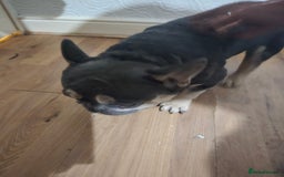French Bulldog dogs for sale: French Pug - Image 5