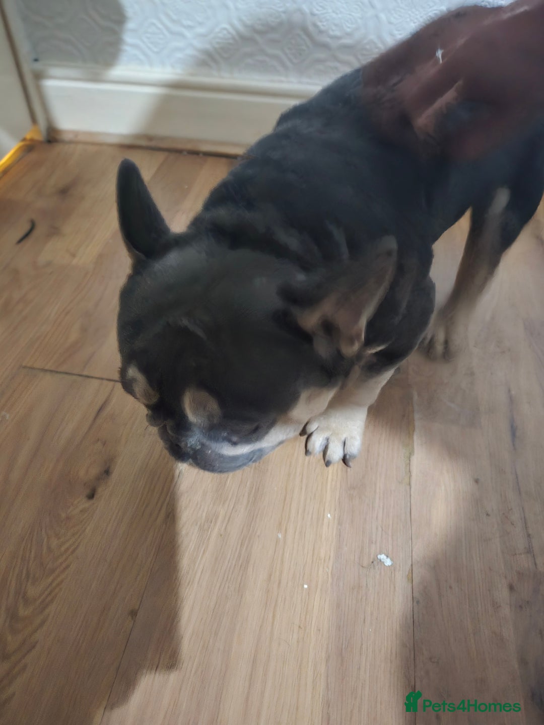 French Bulldog dogs for sale: French Pug - Image 5