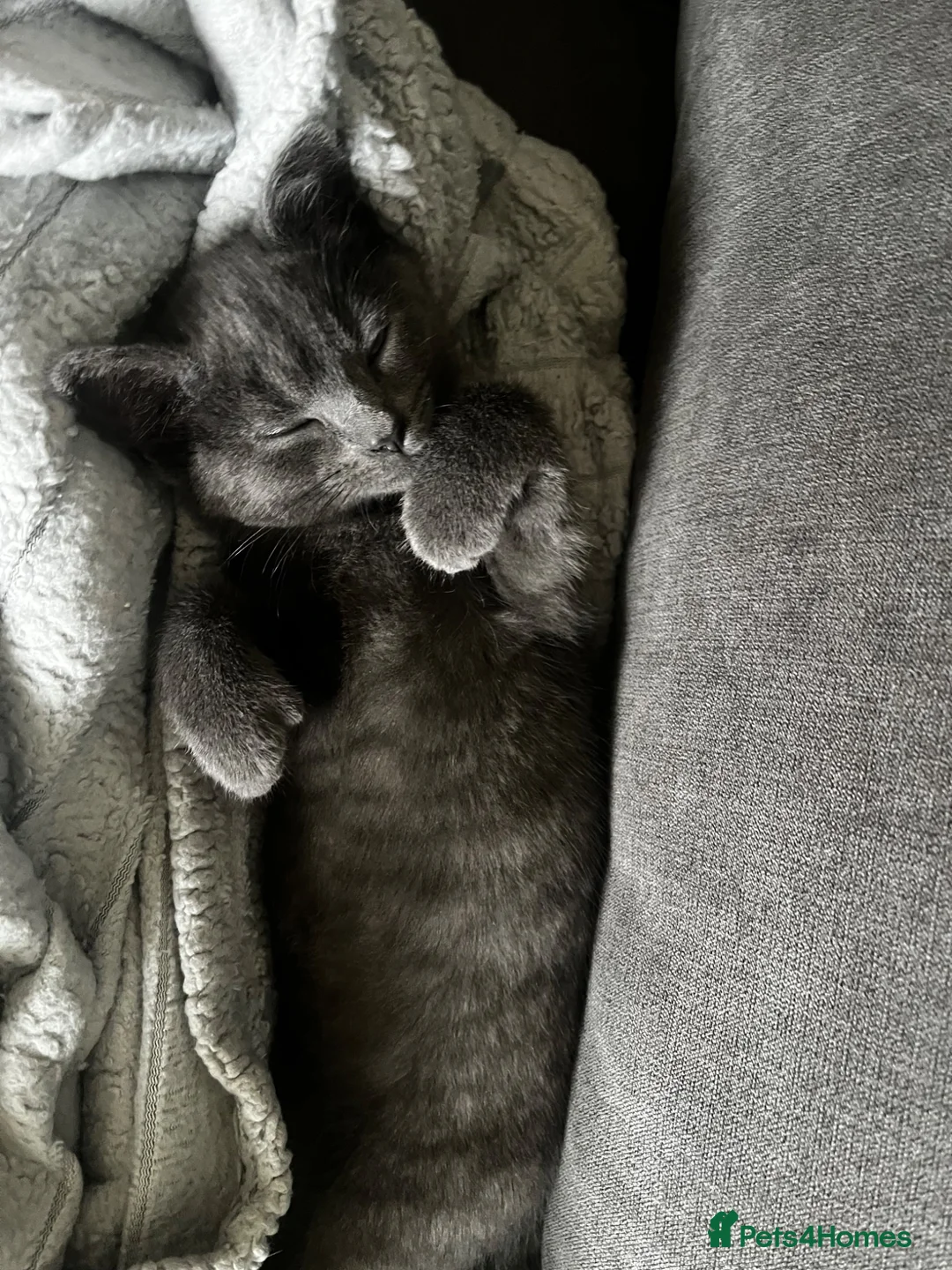 Ragdoll cats for sale: ONLY 3 left  ragdoll mixed kittens - Advert 2