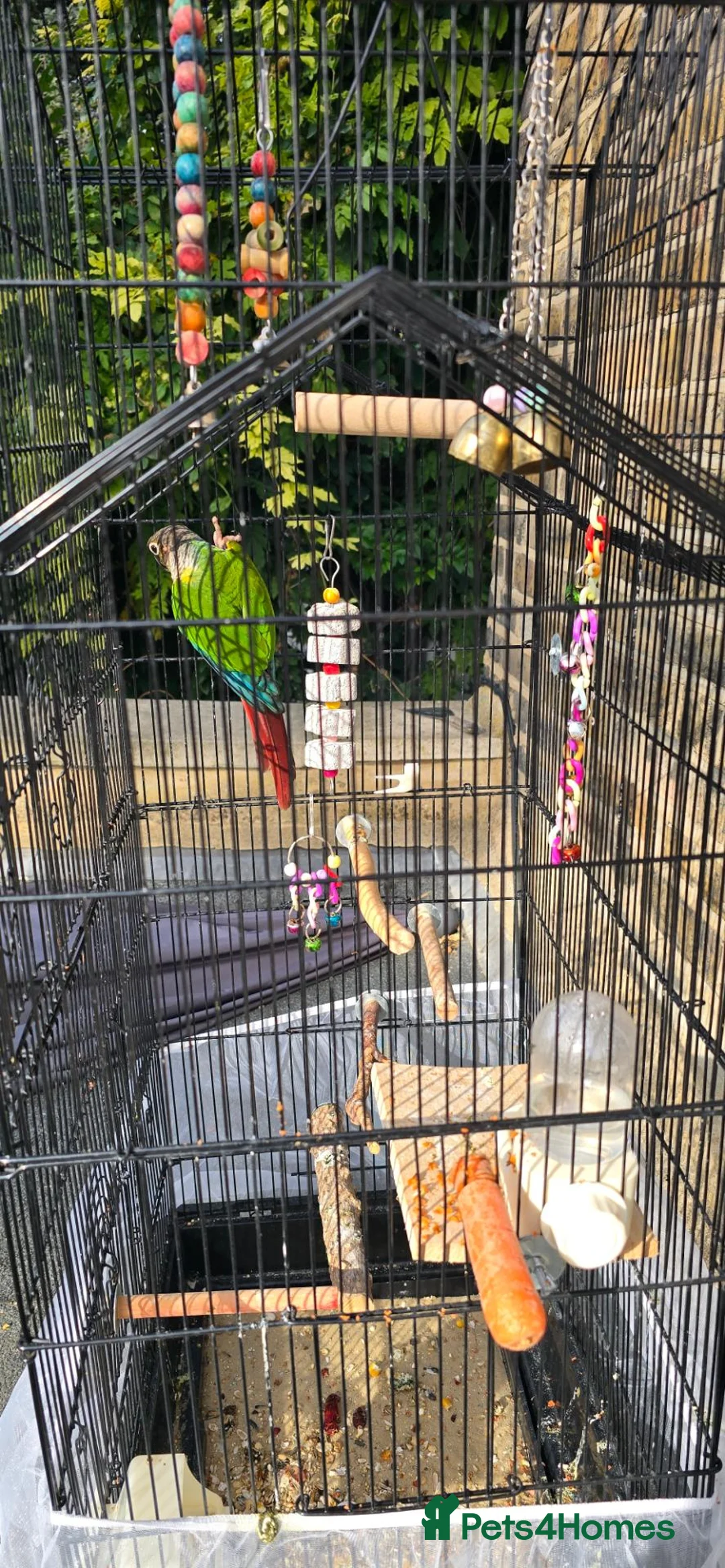 Conures birds for sale: Beautiful Green Cheek Conure with complete setup in London - Advert 2