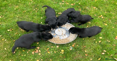 Labrador Retriever dogs - Advert 1