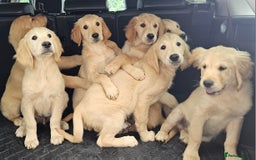 Golden Retriever dogs for stud: Gorgeous KC registered Golden Retriever stud dog  in Chesterfield - Image 10