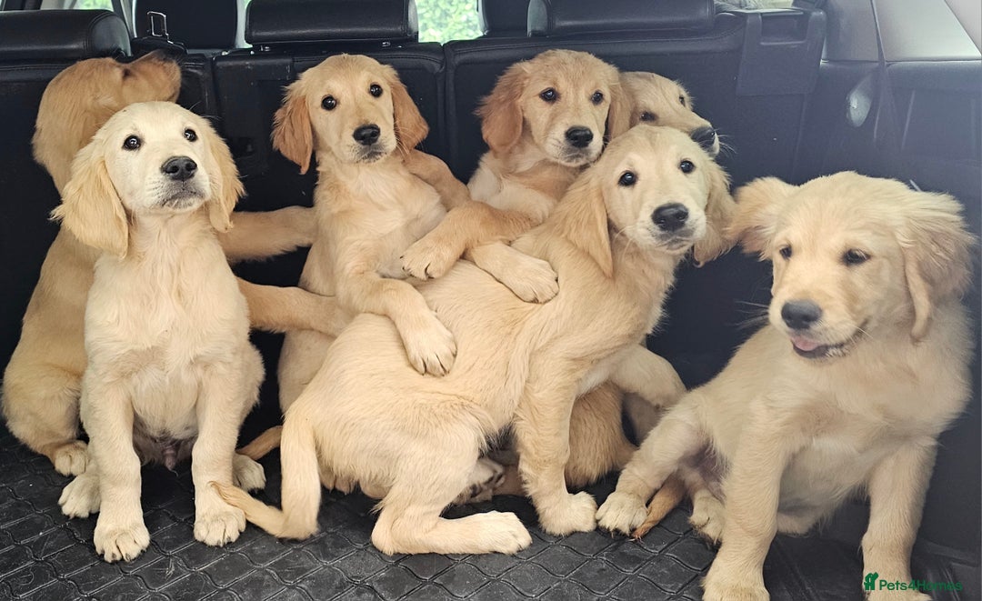 Golden Retriever dogs for stud: Gorgeous KC registered Golden Retriever stud dog  in Chesterfield - Image 10