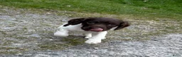 English Springer Spaniel dogs for sale: KC reg Springer Spaniels - Advert 28
