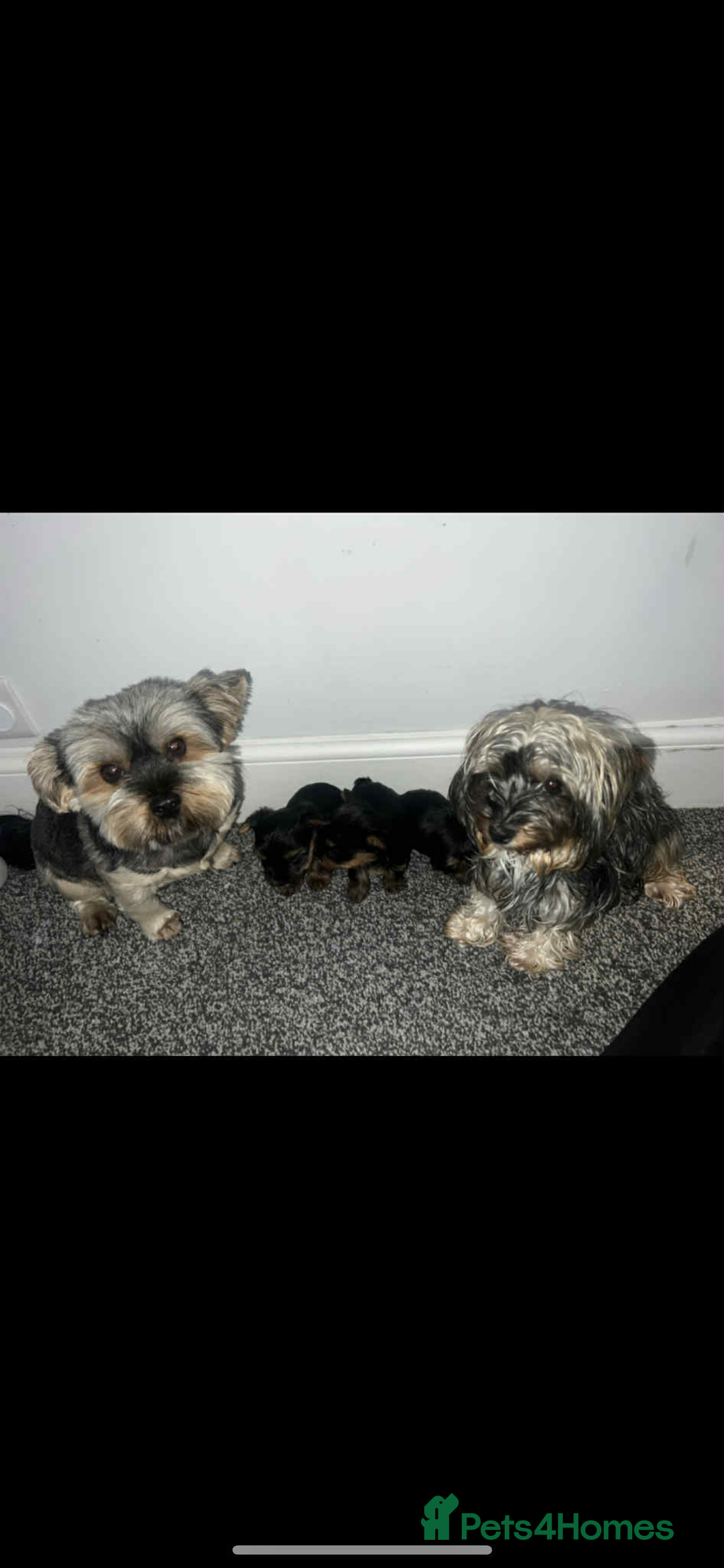 Yorkshire Terrier dogs for sale: Yorkshire terrier puppies for sale  - Image 5