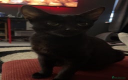 Domestic Shorthair cats for sale: Kitten looking for good home - Advert 4