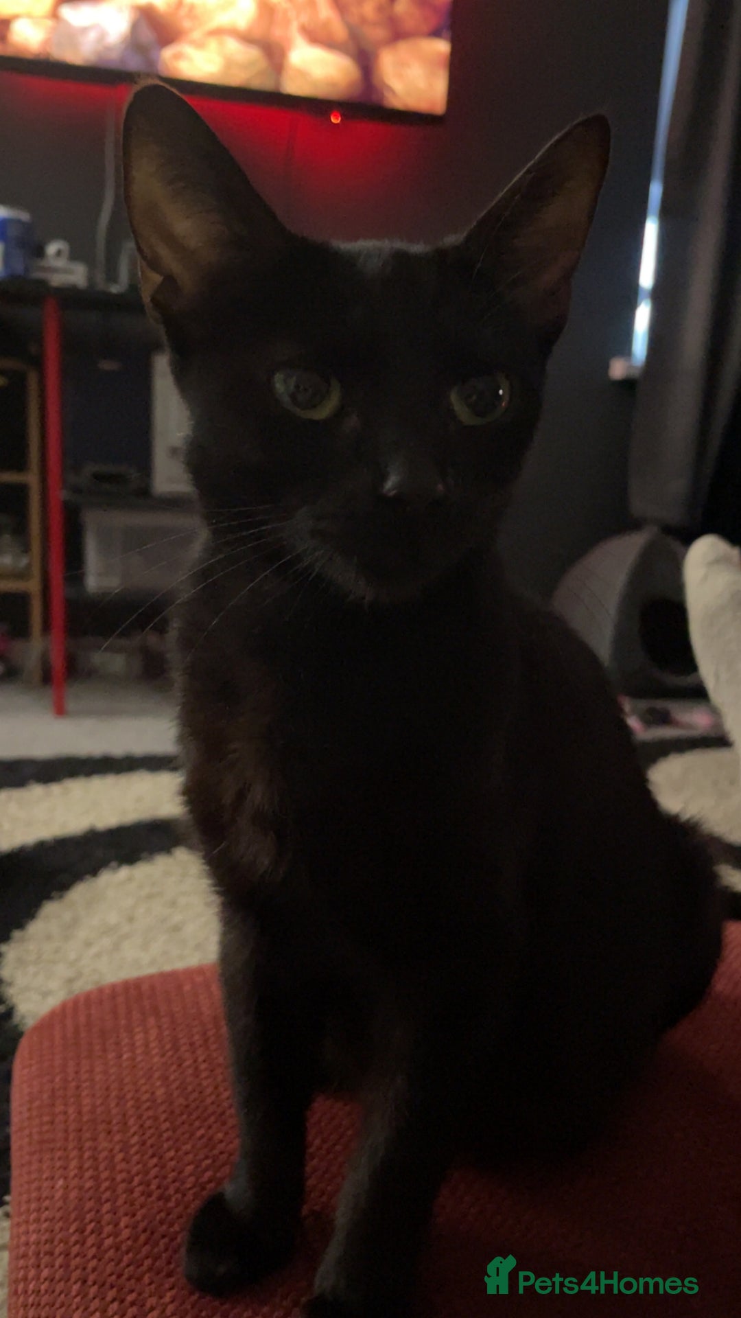 Domestic Shorthair cats for sale: Kitten looking for good home - Advert 4