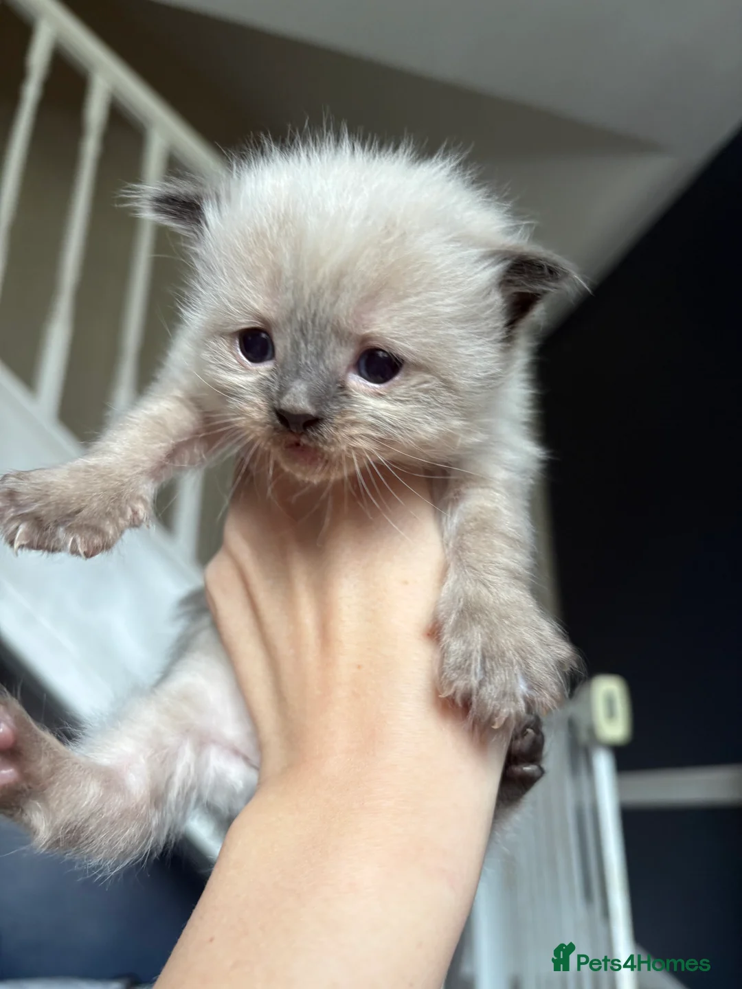 Ragdoll cats for sale: Microchipped Ragdoll Pedigree Kittens in Doncaster - Advert 9
