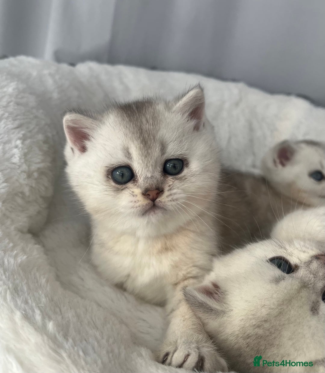 Scottish Fold cats for sale: Adorable Blue-Eyed Scottish Fold Kittens - Advert 17