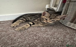 British Shorthair cats for sale: 2 boys one girl for sale  - Image 1