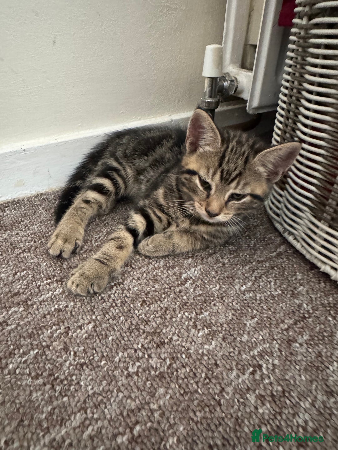 British Shorthair cats for sale: 2 boys one girl for sale  - Image 1
