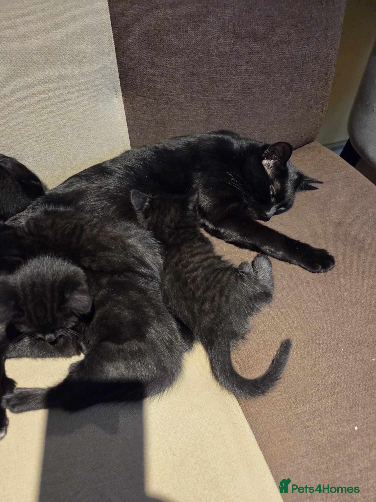 Mixed Breed cats All‑Black Litter – 4 Girls & 1 Boy Available Now - Advert 1
