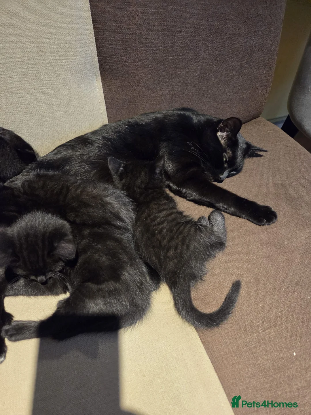 Mixed Breed cats for sale: All‑Black Litter – 4 Girls & 1 Boy Available Now - Advert 1