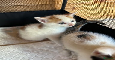 Mixed Breed cats - Advert 10