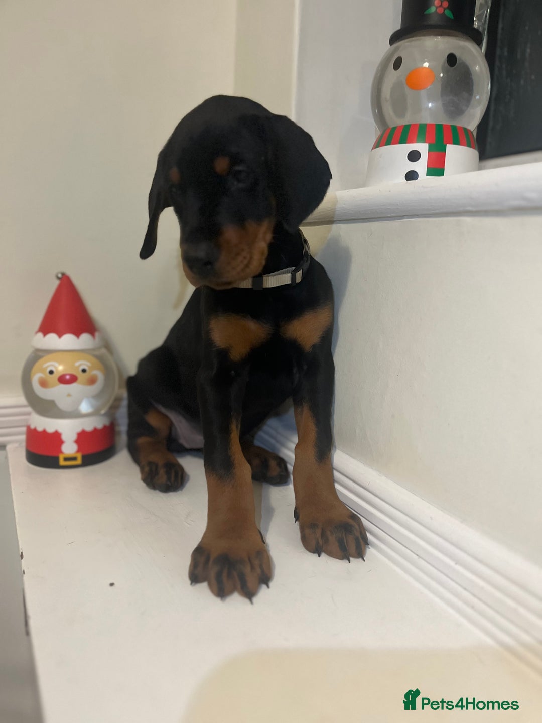 Dobermann dogs for sale: 🏆Supreme Dobermanns - Where Excellence Begins 🏆 - Advert 22