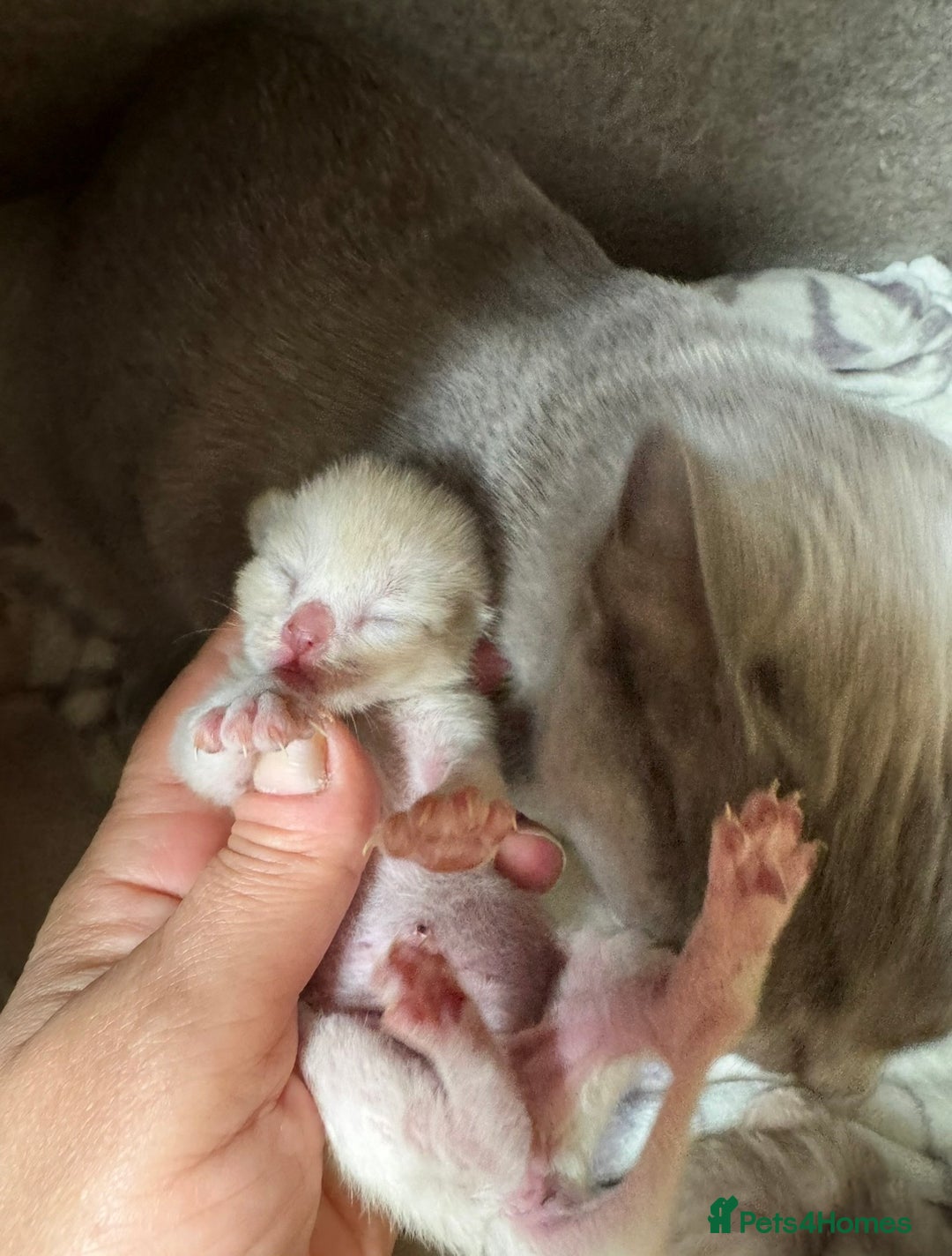 Burmese cats for sale: GCCF registered- home raised Burmese Kittens  - Advert 4