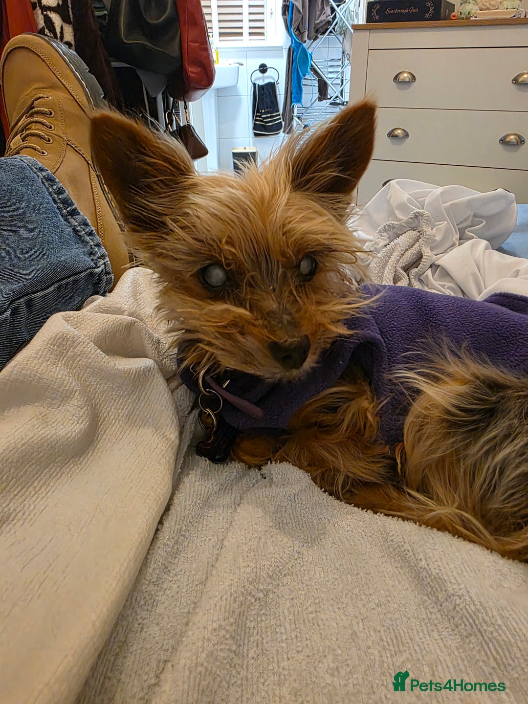 Yorkshire Terrier dogs for sale:    yorkie female - Advert 2