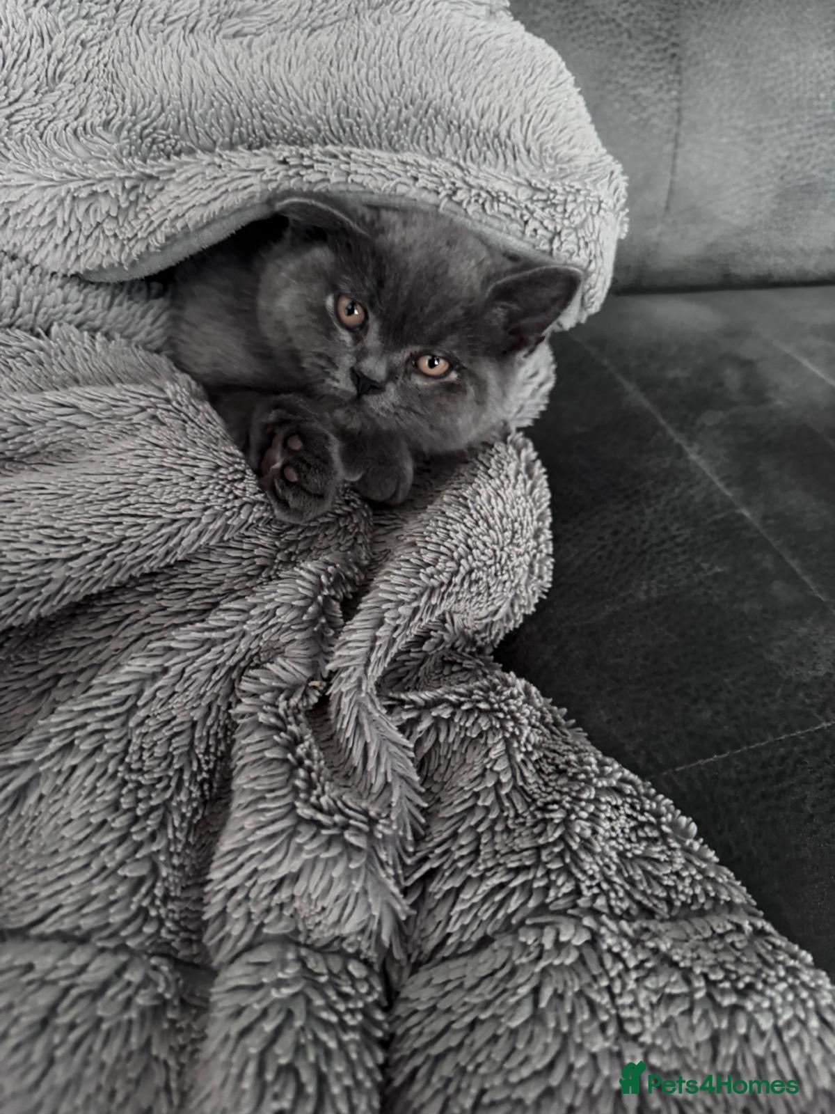 British Shorthair cats for sale: British shorthair kittens  - Advert 2