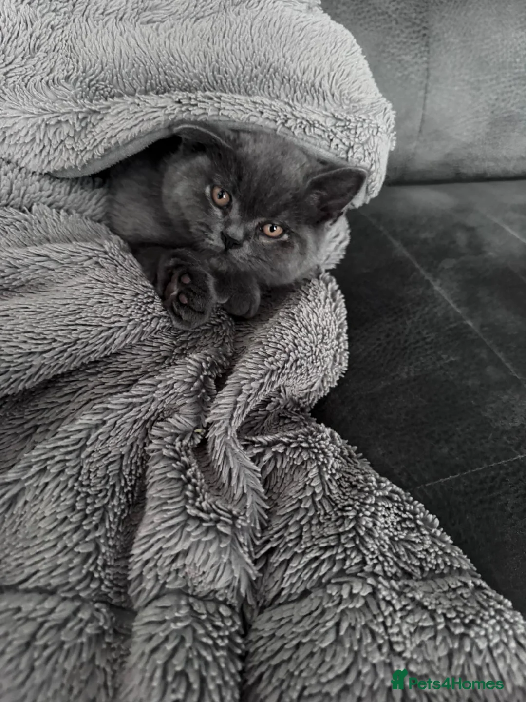 British Shorthair cats for sale: British shorthair kittens  in Nuneaton - Advert 1