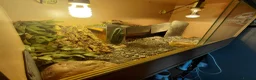 Leopard Gecko reptiles for sale: Leopard gecko and enclosure  in Norwich - Advert 4